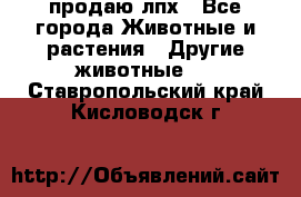 продаю лпх - Все города Животные и растения » Другие животные   . Ставропольский край,Кисловодск г.